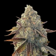 Auto Bacio Gelati cannabis plants in bloom, grown from Automatic seeds – ideal for home cultivation from Terp Treez Co