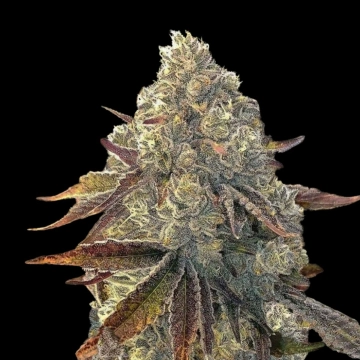 Auto Bacio Gelati cannabis plants in bloom, grown from Automatic seeds – ideal for home cultivation from Terp Treez Co