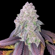 RS-11 Feminized cannabis plants in bloom, grown from Feminized seeds – ideal for home cultivation from Terp Treez Co