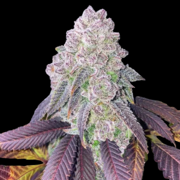 RS-11 Feminized cannabis plants in bloom, grown from Feminised seeds – ideal for home cultivation from Terp Treez Co