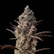 Ice Kreme Cake cannabis plants in bloom, grown from Feminized seeds – ideal for home cultivation from Terp Treez Co