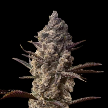 Ice Kreme Cake cannabis plants in bloom, grown from Feminized seeds – ideal for home cultivation from Terp Treez Co