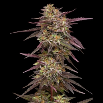Cob Salad cannabis plants in bloom, grown from Feminized seeds – ideal for home cultivation from Humboldt Seed Company