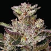 Donutz Feminized cannabis plants in bloom, grown from Feminized seeds – ideal for home cultivation from Humboldt Seed Company