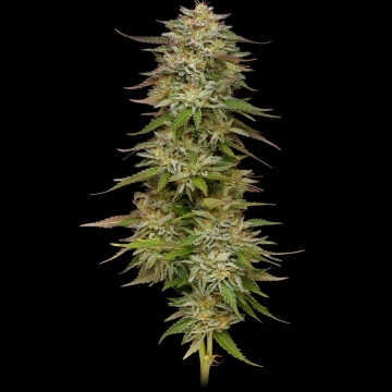 Golden Sands cannabis plants in bloom, grown from Feminized seeds – ideal for home cultivation from Humboldt Seed Company