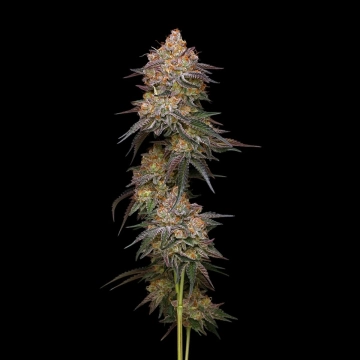 Granny Candy cannabis plants in bloom, grown from Feminized seeds – ideal for home cultivation from Humboldt Seed Company