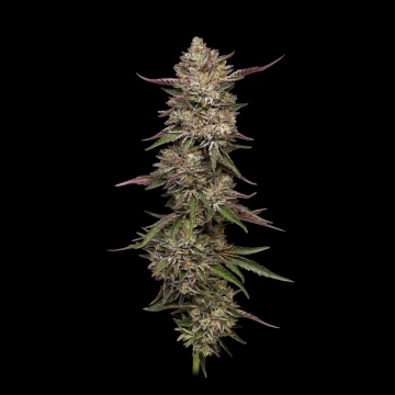 Guzzlerz cannabis plants in bloom, grown from Feminized seeds – ideal for home cultivation from Humboldt Seed Company