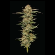 Orange Creampop cannabis plants in bloom, grown from Feminized seeds – ideal for home cultivation from Humboldt Seed Company