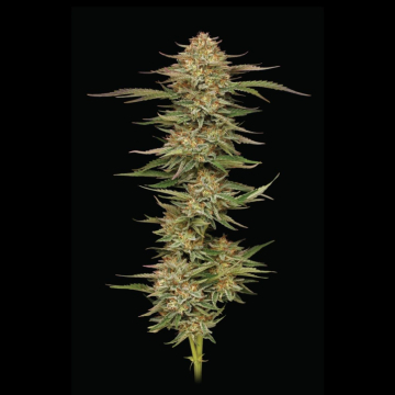 Orange Creampop cannabis plants in bloom, grown from Feminised seeds – ideal for home cultivation from Humboldt Seed Company