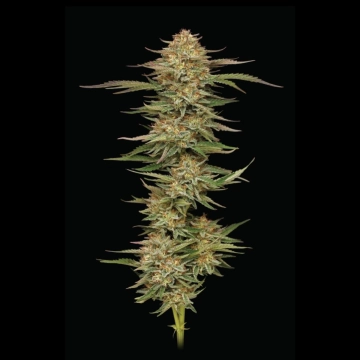 Orange Creampop cannabis plants in bloom, grown from Feminized seeds – ideal for home cultivation from Humboldt Seed Company
