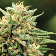 CALIFORNIA SOUR DIESEL cannabis plants in bloom, grown from Feminized seeds – ideal for home cultivation from Humboldt Seed Company