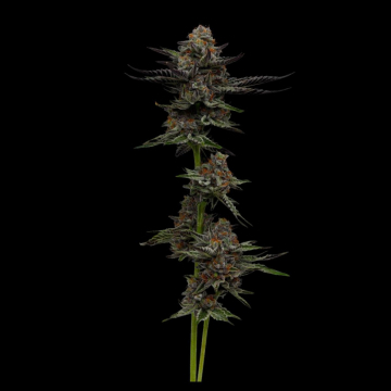 VANILLA CRÉME PIE cannabis plants in bloom, grown from Feminised seeds – ideal for home cultivation from Humboldt Seed Company