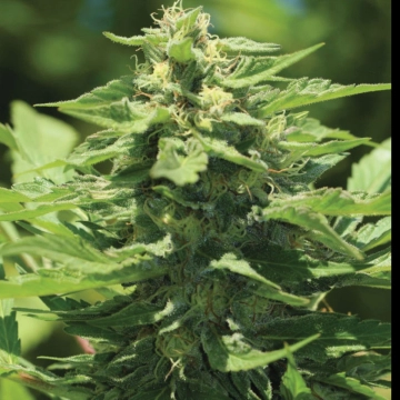TRAINWRECK cannabis plants in bloom, grown from Feminized seeds – ideal for home cultivation from Humboldt Seed Company