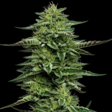 Bling Feminized cannabis plants in bloom, grown from Feminized seeds – ideal for home cultivation from Humboldt Seed Company
