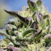 VANILLA FROSTING cannabis plants in bloom, grown from Feminized seeds – ideal for home cultivation from Humboldt Seed Company
