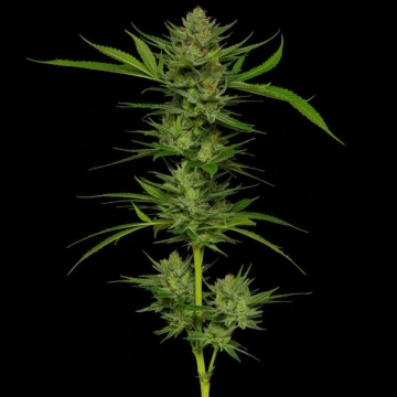 SLIGHTLY STOOPID cannabis plants in bloom, grown from Feminized seeds – ideal for home cultivation from Humboldt Seed Company