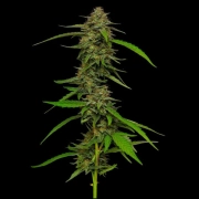 STRAWBERRY CHEESECAKE cannabis plants in bloom, grown from Feminized seeds – ideal for home cultivation from Humboldt Seed Company