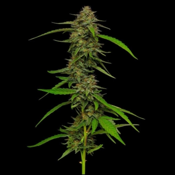 STRAWBERRY CHEESECAKE cannabis plants in bloom, grown from Feminized seeds – ideal for home cultivation from Humboldt Seed Company