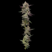 PODDY MOUTH cannabis plants in bloom, grown from Feminized seeds – ideal for home cultivation from Humboldt Seed Company