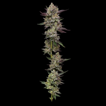 PODDY MOUTH cannabis plants in bloom, grown from Feminized seeds – ideal for home cultivation from Humboldt Seed Company