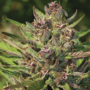 P.P.D Feminized cannabis plants in bloom, grown from Feminized seeds – ideal for home cultivation from Humboldt Seed Company