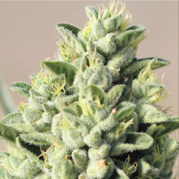 OLD GROWTH OG cannabis plants in bloom, grown from Feminised seeds – ideal for home cultivation from Humboldt Seed Company
