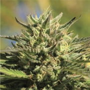 OG KUSH cannabis plants in bloom, grown from Feminized seeds – ideal for home cultivation from Humboldt Seed Company