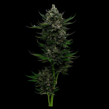 ALL GAS OG cannabis plants in bloom, grown from Automatic seeds – ideal for home cultivation from Humboldt Seed Company