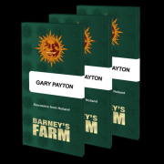 GARY PAYTON STRAIN cannabis plants in bloom, grown from Feminised seeds – ideal for home cultivation from Barneys Farm
