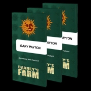 GARY PAYTON STRAIN cannabis plants in bloom, grown from Feminized seeds – ideal for home cultivation from Barneys Farm