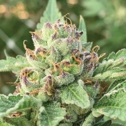 APPLE BLOSSOM cannabis plants in bloom, grown from Automatic seeds – ideal for home cultivation from Humboldt Seed Company