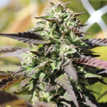 CHUNKADELIC cannabis plants in bloom, grown from Automatic seeds – ideal for home cultivation from Humboldt Seed Company