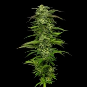 DREAM QUEEN cannabis plants in bloom, grown from Automatic seeds – ideal for home cultivation from Humboldt Seed Company