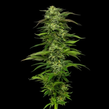 DREAM QUEEN cannabis plants in bloom, grown from Automatic seeds – ideal for home cultivation from Humboldt Seed Company