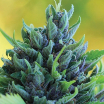 HUMBOLDT DREAM cannabis plants in bloom, grown from Automatic seeds – ideal for home cultivation from Humboldt Seed Company