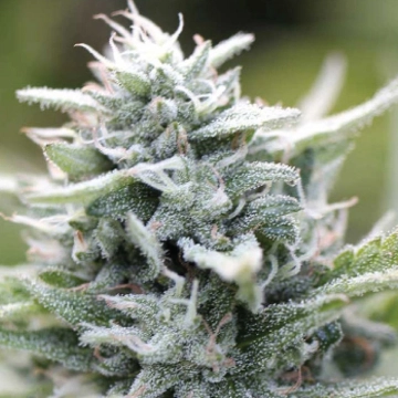 MAGIC MELON cannabis plants in bloom, grown from Automatic seeds – ideal for home cultivation from Humboldt Seed Company