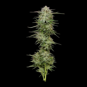 POUND TOWN cannabis plants in bloom, grown from Automatic seeds – ideal for home cultivation from Humboldt Seed Company