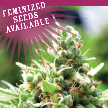 SOL MATE cannabis plants in bloom, grown from Automatic seeds – ideal for home cultivation from Humboldt Seed Company