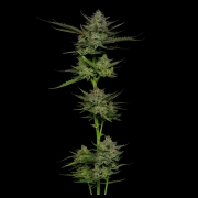 SOUR APPLE cannabis plants in bloom, grown from Automatic seeds – ideal for home cultivation from Humboldt Seed Company