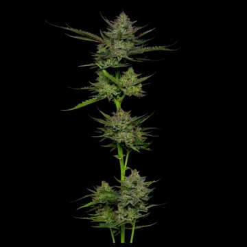 SOUR APPLE cannabis plants in bloom, grown from Automatic seeds – ideal for home cultivation from Humboldt Seed Company