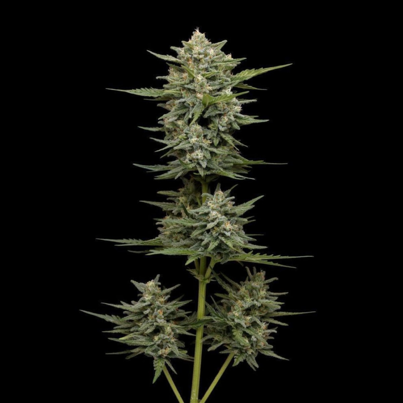 VANILLA LATTE – Humboldt Seed Company – Autoflowering