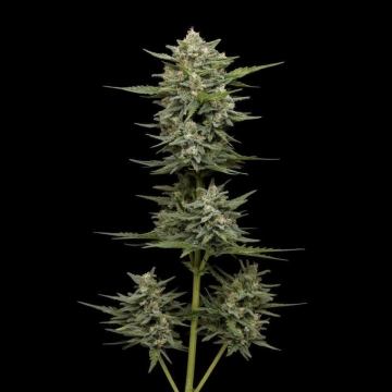 VANILLA LATTE cannabis plants in bloom, grown from Automatic seeds – ideal for home cultivation from Humboldt Seed Company
