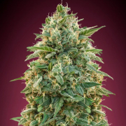 Amnesia cannabis plants in bloom, grown from Feminised seeds – ideal for home cultivation from Advanced Seeds