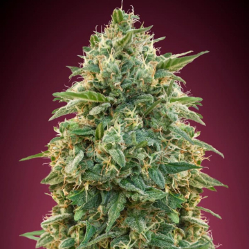 Amnesia cannabis plants in bloom, grown from Feminised seeds – ideal for home cultivation from Advanced Seeds