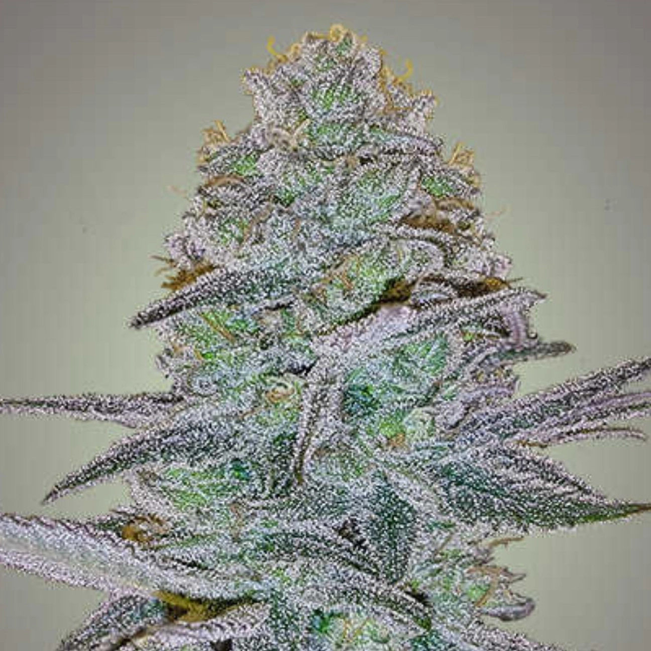 COSMIC BOMB AUTO – Bomb Seeds – Autoflowering