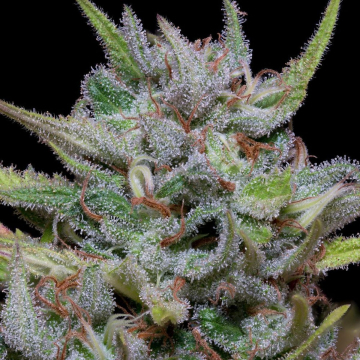 WHITE FIRE OG KUSH cannabis plants in bloom, grown from Feminised seeds – ideal for home cultivation from Bighead Seeds