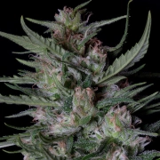 DOGSTAR DAWG AUTO cannabis plants in bloom, grown from Automatic seeds – ideal for home cultivation from Bighead Seeds