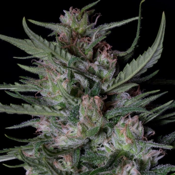 DOGSTAR DAWG AUTO cannabis plants in bloom, grown from Automatic seeds – ideal for home cultivation from Bighead Seeds