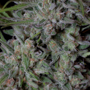 CRYSTAL RUNTZ cannabis plants in bloom, grown from Feminised seeds – ideal for home cultivation from Bighead Seeds