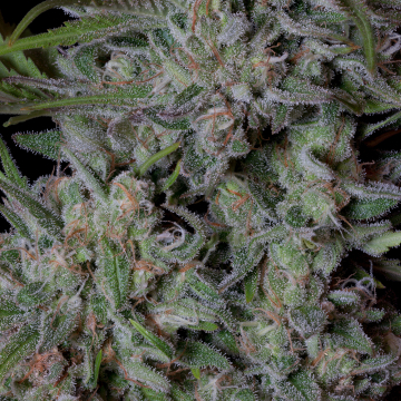 CRYSTAL RUNTZ cannabis plants in bloom, grown from Feminised seeds – ideal for home cultivation from Bighead Seeds